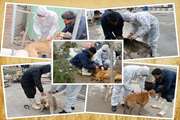 سگهای موجود در پناهگاه دهکده مهربانی چیتگر رایگان واکسینه شدند